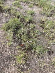 Pediomelum digitatum