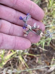 Pediomelum digitatum