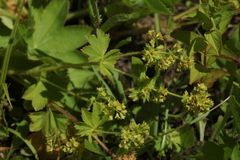 Alchemilla conglobata
