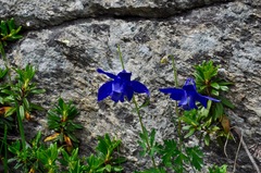 Aquilegia alpina