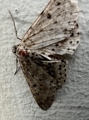 Percnia