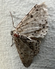 Percnia