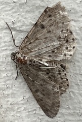 Percnia