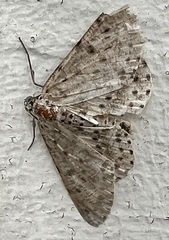 Percnia