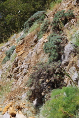 Astragalus nebrodensis