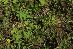 Alchemilla conglobata