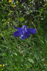 Aquilegia alpina