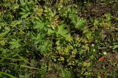Alchemilla conglobata