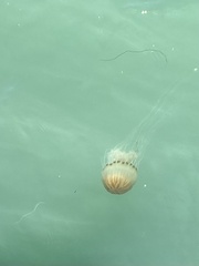 Chrysaora hysoscella