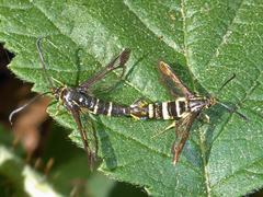 Synanthedon bibionipennis