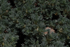 Astragalus nebrodensis