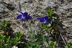 Aquilegia alpina