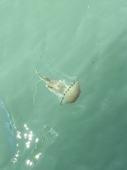Chrysaora hysoscella