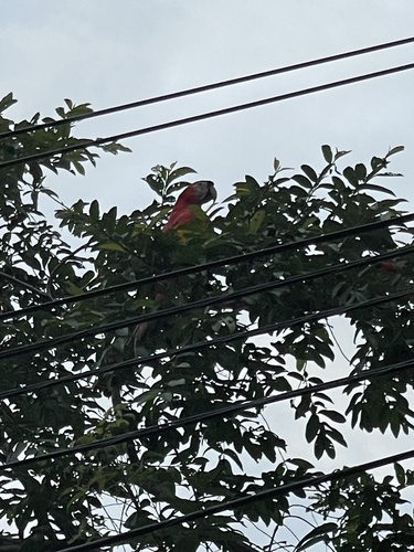 Scarlet macaws