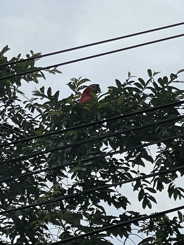 Scarlet Macaw