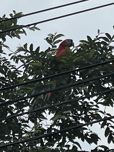 Scarlet Macaw