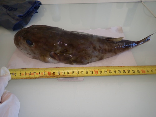 Blunthead puffer (Sphoeroides pachygaster) — Tetraodontidae
