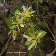 Capparis divaricata