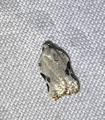 Acleris subnivana