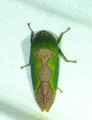 Folicana