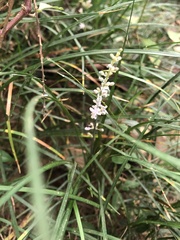 Liriope graminifolia