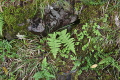Dryopteris woodsiisora