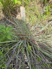 Eragrostis elliottii