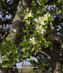 Capparis divaricata