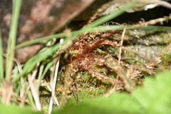 Dryopteris woodsiisora