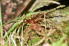 Dryopteris woodsiisora