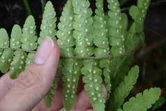 Dryopteris woodsiisora