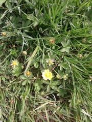 Potentilla thuringiaca