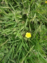 Potentilla thuringiaca