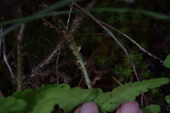 Dryopteris woodsiisora