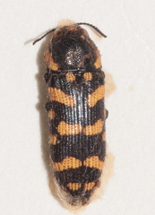 Acmaeodera quadrifasciata