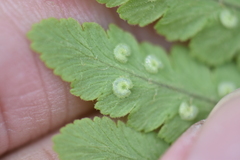 Dryopteris woodsiisora