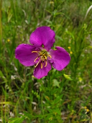 Rhexia aristosa