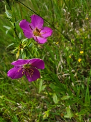 Rhexia aristosa