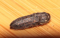 Acmaeoderella adspersula