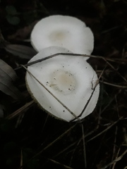 Leucoagaricus sericifer