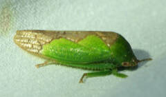 Folicana