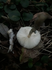 Leucoagaricus sericifer