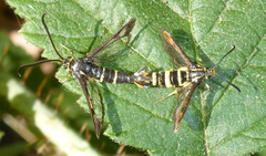 Synanthedon bibionipennis
