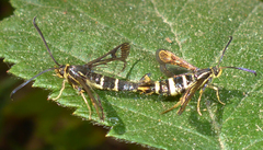 Synanthedon bibionipennis