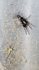 Herpyllinae