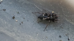 Herpyllinae