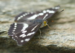 Limenitidini