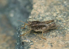 Haplotropis brunneriana