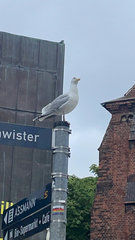 Larus argentatus