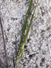 Aegilops cylindrica